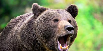 In Bosnien wurde ein Jäger bei einem Bärenangriff schwer verletzt.