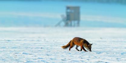 Fuchs schnürt vor Hochsitz
