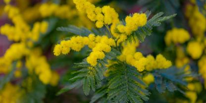 Die falsche Mimosa wird auch gern als Zimmerpflanze gehalten. Für Menschen kann die Pflanze leicht giftig sein, für Tiere ist die Pflanze jedoch ungefährlich.