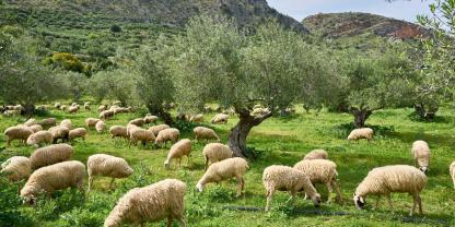 Schafhaltung in Gefahr: Seit über einem Jahr grassieren die Schaf- und Ziegenpocken in Griechenland.