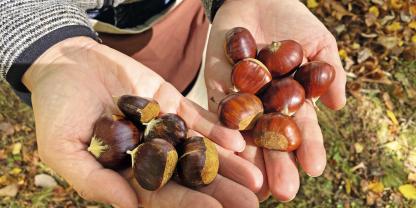 Wer sagt, dass alle Esskastanien gleich aus-sehen? Im Bergell wächst eine regionale Sorte, die als ‘Schwarze’ (li.) bezeichnet wird und sehr süß schmeckt. Rotbraun ist die verbreitete ‘Vescuv’ (re.), die einer Bischofsmütze ähnelt.