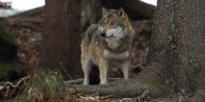 Für bis zu fünf Risse vor wenigen Wochen in Baden-Württemberg war laut Untersuchungen ein Wolf verantwortlich (Symbolbild).