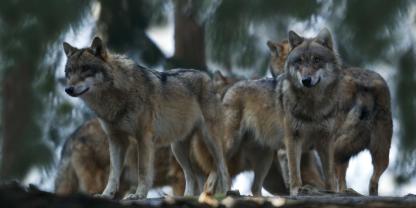 Brandenburgs Umwelt-Ausschuss hat beschlossen, den Wolf als „jagdbares Wild“ ins Jagdgesetz aufzunehmen. (Symbolbild).