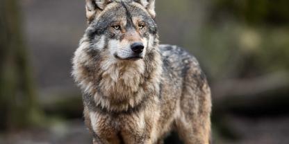Nach Ansicht des Umweltministeriums Schleswig-Holstein löst der Abschuss das Wolfsproblem nicht.