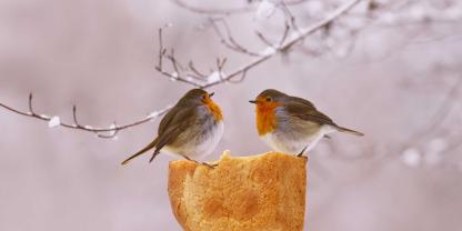 Ein gut gemeinter Snack, der schadet: Brot liefert auch kleinen Gartenvögeln wie diesem Rotkehlchen keine wichtigen Nährstoffe und kann sie krank machen. Besser: Bieten Sie Rotkehlchen Haferflocken, Rosinen oder getrocknete Insekten wie Mehlwürmer an.