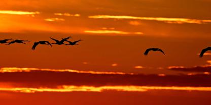 Mit einem KI-gestützten System könnten Ausbrüche der Vogelgrippe künftig vorausgesagt und so eventuell sogar verhindert werden.