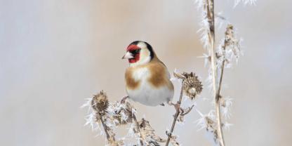 Stieglitzmännchen tragen eine rote Gesichtsmaske.