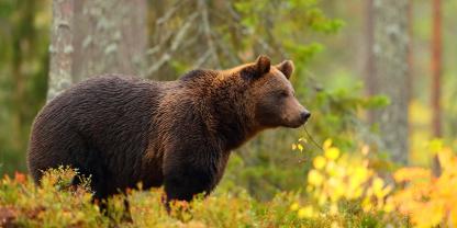 Nach dem Tod von Problembär MJ5 wird nun gegen einen Jäger ermittelt.