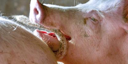Symbolbild eines Mastschweines beim Schwanzbeißen. Auch dieses Phänomen wurde bei Tieren in einem Stall eines der größten landwirtschaftlichen Betriebe des Landes beobachtet.