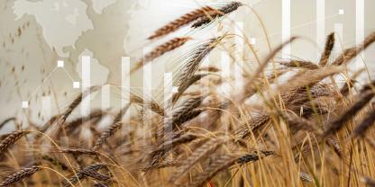 Getreidemärkte-Getreidepreise-AdobeStock_618048863
