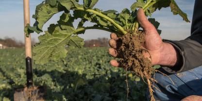 Die Blattmasse – nur der oberirdische Teil der Pflanze – gibt Hinweise darauf, wie die Frühjahrsdüngung beim Raps einzustellen ist.