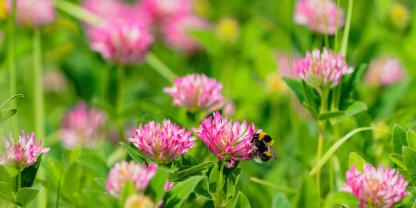 Rotklee zählt zu den nützlichsten Wildkräutern im Garten.