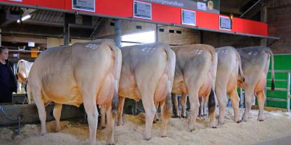 Amorie-Töchter in Bad Waldsee. Der Amor-Sohn ist mit GZW 141 der weltweit höchste töchtergeprüfte Vererber in der deutsch-österreichischen Liste. Mit aAa 324516 ist er einer der wenigen Bullen mit dem Code „Open“ an erster Stelle.