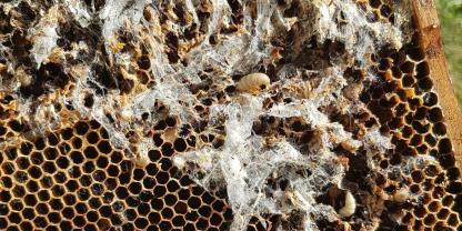 Die Wachsmotten fressen in Waben Brutreste, sowie Pollen. Foto: Boris Bücheler
