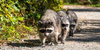 Waschbären vermehren sich in Hessen rasant. Vielerorts wird von einer Plage gesprochen (Symbolbild).