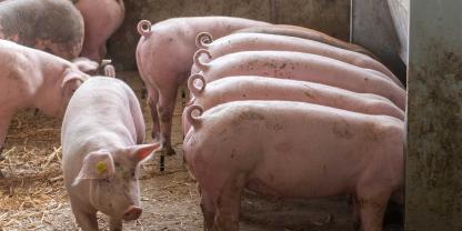 Schweine-Pigport-3_13-ID95564