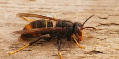 Als invasive Art muss die Asiatische Hornisse gemeldet werden.