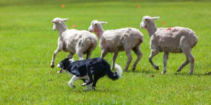 Ein Hütehund und Schafe auf einer Wiese