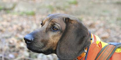 Ob eine Nachsuche erfolgreich ist, hängt maßgeblich damit zusammen, wann die Suche begonnen wird.