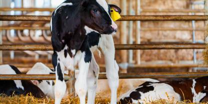 Kalb-Stroh_Ilja_AdobeStock_638688828