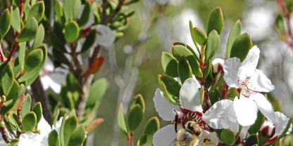 Eine Honigbiene sitzt auf der Blüte eines Manuka-Baumes.