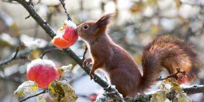 Eichhörnchen machen keinen Winterschlaf und brauchen deshalb immer wieder etwas zu fressen.