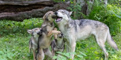 Laut DBBW stagniert die Zahl der Wölfe in Deutschland.