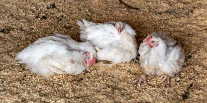 Auch in Spanien steigt das Risiko für Nutzgeflügel, sich mit der Vogelgrippe zu infizieren (Symbolbild). Deshalb gilt dort jetzt eine landesweite Aufstallungspflicht.