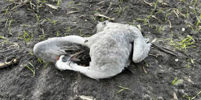 Verendete Kraniche sind derzeit kein seltener Anblick in Niedersachsens Revieren.Kraniche, die sichtbar an Vogelgrippe erkrankt sind, sollen in Niedersachsen erlöst werden dürfen.