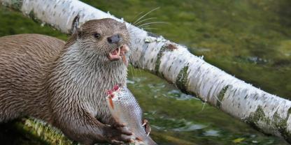 Ein Fischotter frisst einen Fisch.