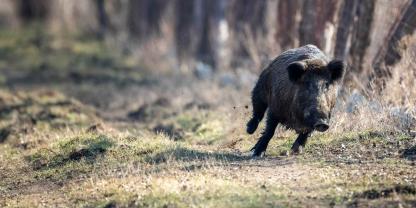 Während einer Jagd wurde eine Treiberin von einem Wildschwein attackiert.