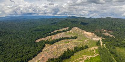 Tropenwald weicht Ölpalmen
