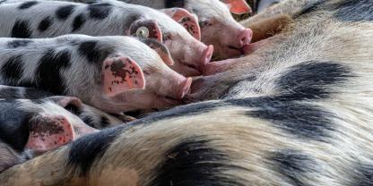 Nahezu im Alleingang bewahrte er die seltene Schweinerasse Buntes Bentheimer Schwein vor dem Aussterben. Jetzt verstarb Landwirt Gerd Schulte-Bernd im Alter von 98 Jahren.