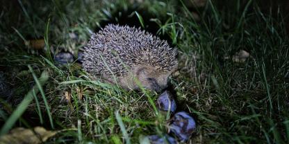 Igel sind nachtaktiv. Setzen Sie ihren Mähroboter deshalb ausschließlich tagsüber ein, wenn die Tiere normalerweise ruhen. 