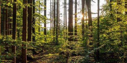 Sonne Hinter Waldstück