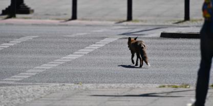 Wer in Berlin Beratung zu Wildtieren braucht, kann sich in Zukunft an das Wildtier-Netzwerk Berlin wenden.