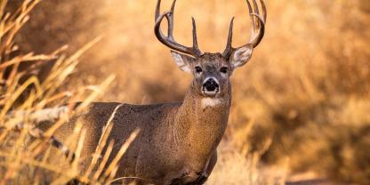 Eine 64jährige Amerikanerin ist in einem Gehege ihres „Hirschrehabilitationszentrum“ von einem der Tiere getötet worden (Symbolbild).