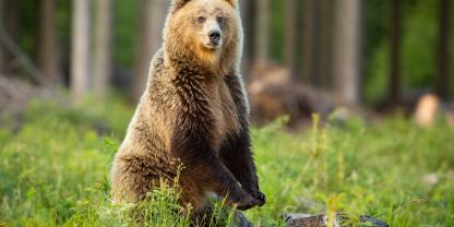 Vermeintliche Braunbärsichtung im Chiemgau in Oberbayern: Eine Spaziergängerin will einen aufrecht stehenden Bären gesehen haben (Symbolbild).