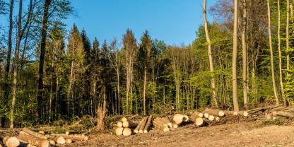 Wald-roden-AdobeStock_340324280