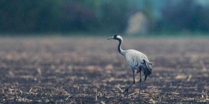 Jäger im Landkreis Mansfeld-Südharz dürfen jetzt erkrankte Vögel erlösen.