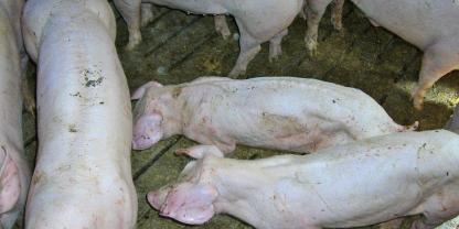 Auch in den belieferten Mastbetrieben fielen Tiere mit Durchfall auf.