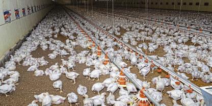 <b><i>Symbolbild: Moderne Hähnchenmastanlage. </i></b>Es handelt sich nicht um einen der im Text erwähnten Betriebe.  stock.adobe.com/Countrypixel