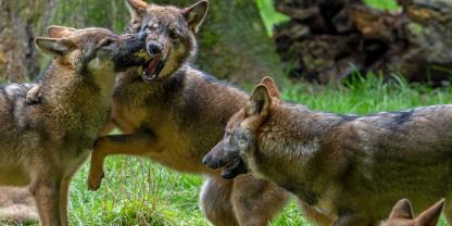 Die Jagd auf den Wolf soll bald leichter werden. 