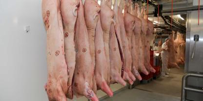 Schweinehälften in einem Schlachthaus