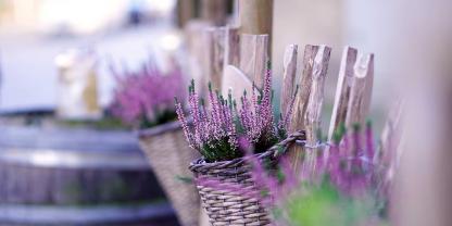 Heide ist für viele im Herbst ein Must-Have bei der naturnahen Herbstgestaltung im Garten.
