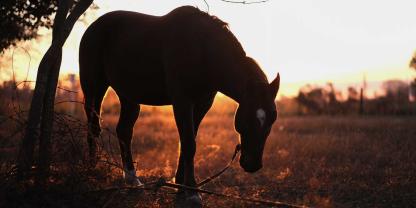 Ein Pferd auf einer Weide am Abend