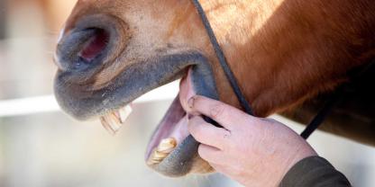 Viele alte Pferde magern trotz gutem Futter ab, weil Zahnprobleme das Kauen erschweren.