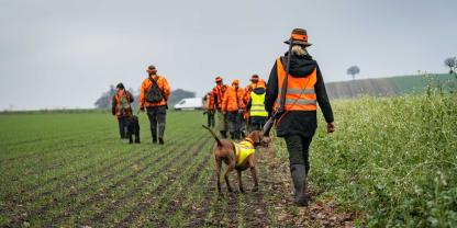 Bei den Treibjagden in NRW lagen im vergangenen Jagdjahr deutlich weniger Hasen, Kaninchen, Fasanen und Tauben auf der Strecke.