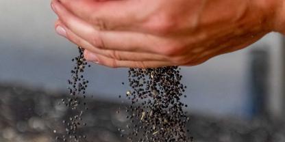 Die Rapsanbauer haben für die Ernte 2026 mehr Raps ausgesät.