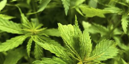 Hanf hat tiefe Wurzeln (bis zu 3 Meter), die den Boden auflockern und Erosion verhindern.